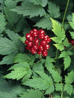 Actaea rubra - Actée rouge - Pain de couleuvre