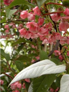 Actinidia pilosula - Kiwi d'ornement