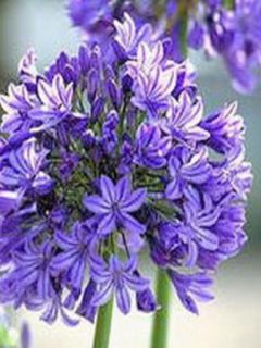 Agapanthe ou Agapanthus Docteur Brouwer