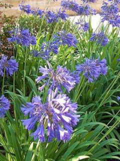 Graines d'Agapanthus Headbourne Hybrids - Agapanthe hybride bleu intense