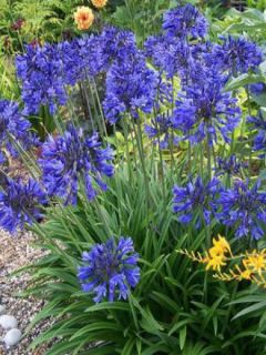 Agapanthe 'Navy Blue'