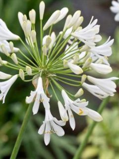 Agapanthe 'Polar Ice'