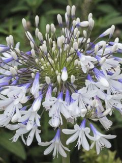 Agapanthe 'Queen Mum'