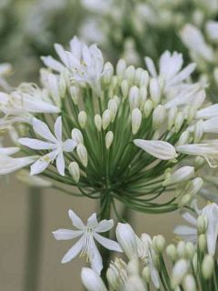 Agapanthe, Agapanthus White Heaven