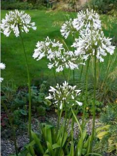 Agapanthe 'Windsor Grey'