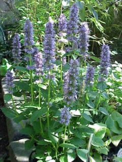 Agastache à odeur d'anis, hysope anisée
