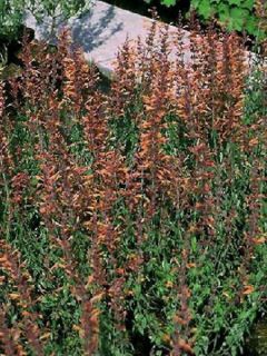 Agastache Barberi Firebird