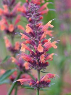 Agastache Kolibri