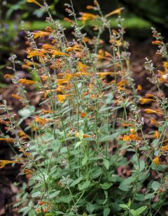Agastache aurantiaca Tango - Agastache dorée