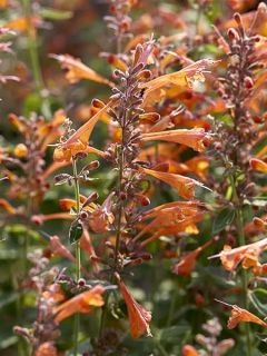 Agastache aurantiaca Tango - Agastache dorée