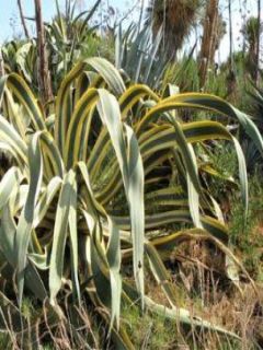 Agave à feuilles panachées