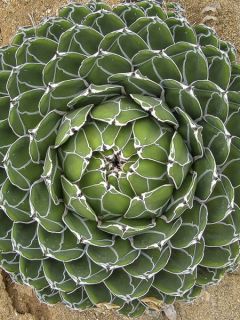 Agave de la Reine Victoria