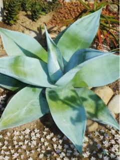 Agave guiengola 
