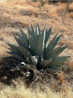 Agave havardiana
