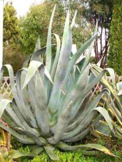 Agave