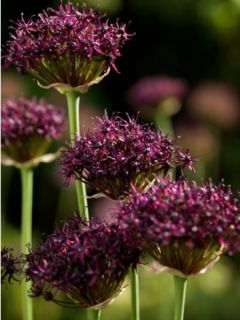 Ail d'ornement atropurpureum