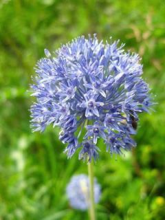 Ail d'ornement caeruleum