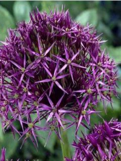 Ail d'ornement cristophii