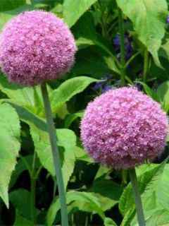 Ail d'ornement géant