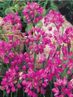 Ail d'ornement - Allium oreophilum