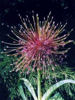 Ail d'ornement schubertii