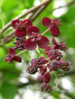 Akébie pentaphylla, vigne chocolat Akébie pentaphylla, vigne chocolat