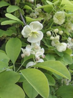 Akébie 'Alba' Akébie 'Alba'