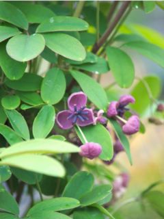 Akebia quinata Rosea Akebia quinata Rosea