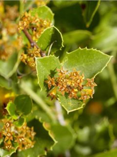 Rhamnus alaternus - Alaterne