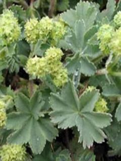 Alchemille erythropoda