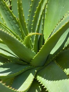 Aloes vera