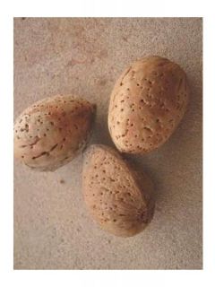 Amandier 'Ferragnes'