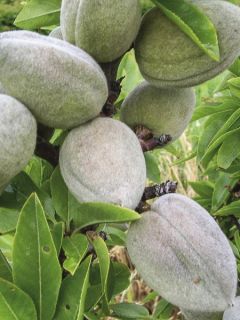 Amandier nain 'Garden Prince' Amandier nain 'Garden Prince'