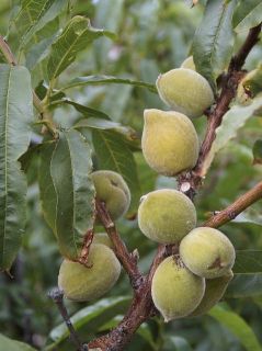 Amandier Texas - Prunus dulcis