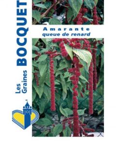 Amaranthe Queue de Renard Verte