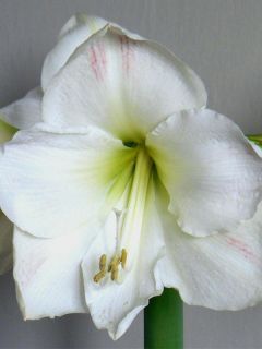 Amaryllis belladonna 'Ludwig Dazzler'