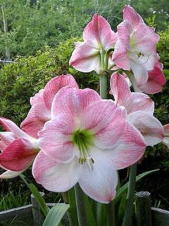Amaryllis belladonne 'Apple Blossom'