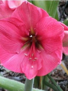 Amaryllis Hercule