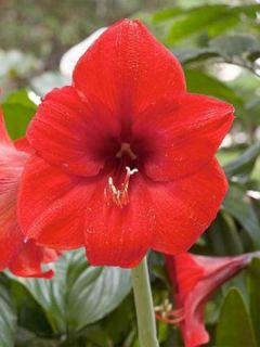 Amaryllis belladonne 'Red Lion'
