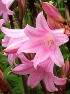 Amaryllis belladonne