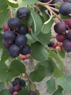 Amélanchier à feuilles d'aulne 'Smoky'