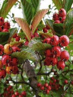 Amélanchier 'Ballerina'