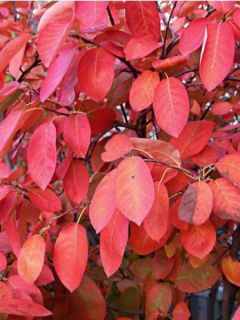 Amélanchier de Lamarck