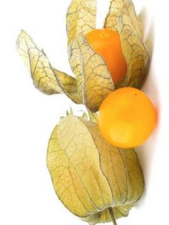 Amour en cage Coqueret du Pérou