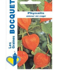 Groseille du Cap Preciosa - Physalis