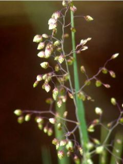 Briza media - Amourette commune - Brize