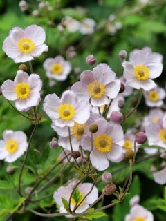 Anémone du Japon 'September Charm' Anémone du Japon 'September Charm'
