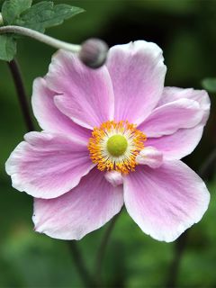 Anémone du Japon tomentosa 'Albadura'