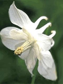 Ancolie 'Snow Queen'