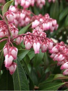 Andromède du Japon 'Katsura'®